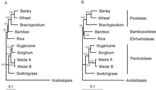 Phylogeny of grasses inferred from concatenated alignment of 43 putative orthologous cDNA sequences